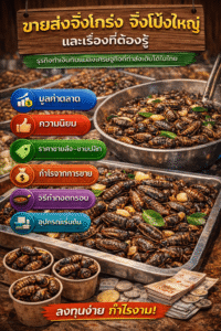 ขายส่งจิ้งโกร่ง จิ้งโป้งใหญ่